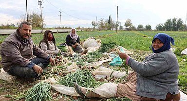 Yeşil soğan bu yıl üreticisini memnun etti
