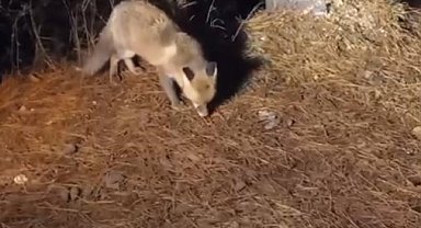 Yiyecek arayan tilkiyi köpek mamasıyla besledi
