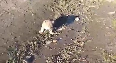 Yol kenarında görülen yavru aslan aranıyor