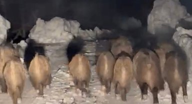 Yola çıkan domuz sürüsü kameraya yansıdı