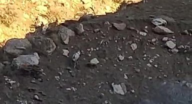 Yüksekova-Van karayolunda sürü halinde dağ keçisi görüntülendi