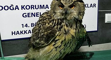 Yüksekova'da yaralı bulunan baykuş tedavi altına alındı