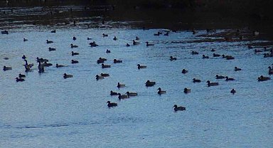 Yüzlerce yaban ördeği Kars Çayı'nda görüntülendi
