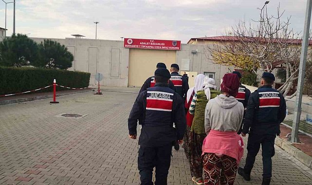 Zeytin hırsızları jandarma tarafından suçüstü yakalandı