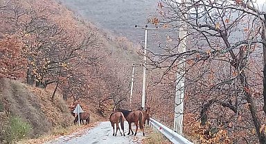 Zeytinde 'yok yılı' yük hayvanlarına yaradı