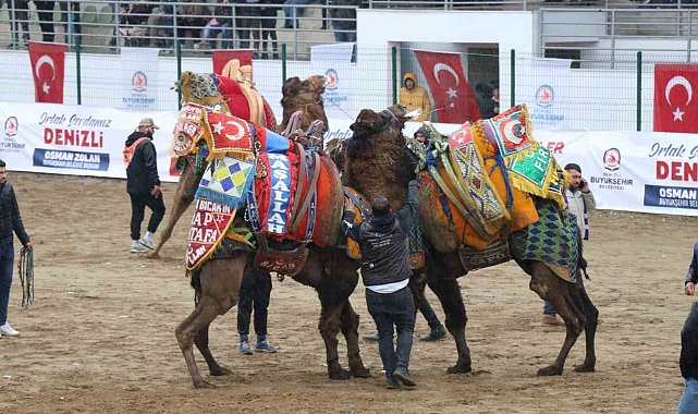 120 pehlivan deve Denizli arenasında buluştu