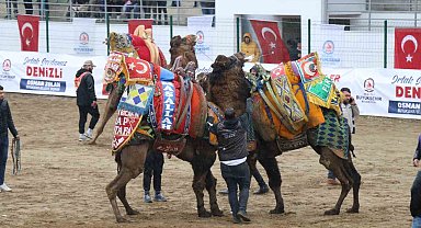 120 pehlivan deve Denizli arenasında buluştu
