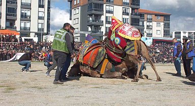 16 yıldan beri deve güreşlerini fotoğraflıyor