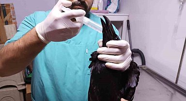 Aç kalan kuzgun okul bahçesine düştü