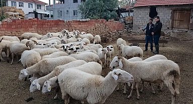 Acıpayam'ın 11 mahallesi çiçek karantinasına alındı