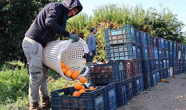 Adana'da budama işçilerine günlük 750 lira yevmiye