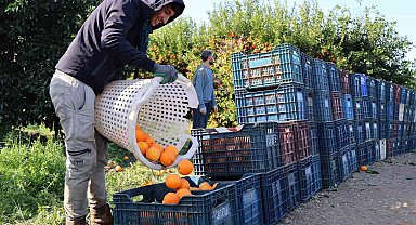 Adana'da budama işçilerine günlük 750 lira yevmiye