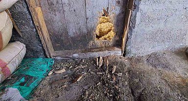 Ahıra giren kurt 10 koyunu telef etti