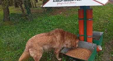 Atakum'da patili dostlara destek