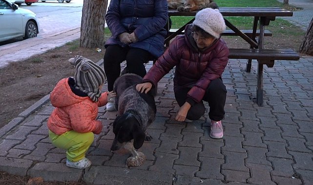 Atakum'da sokak hayvanları için yoğun mesai: 3 bin 572 yaralı sokak hayvanına müdahale edildi