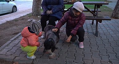 Atakum'da sokak hayvanları için yoğun mesai: 3 bin 572 yaralı sokak hayvanına müdahale edildi