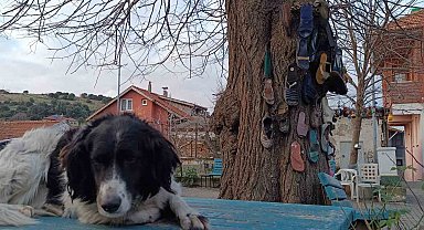 Ayakkabısı kaybolan bu ağaca koşuyor