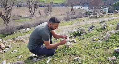 Baharın müjdecisi sardalya çiçeği kış mevsiminde açtı