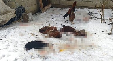 Başıboş köpeklerin saldırdığı kümes hayvanları telef oldu