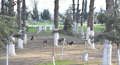 Başkan Kaya: "İncirliova kimsenin köpek bırakma alanı değil"
