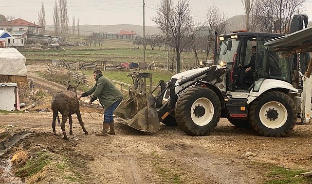 Bataklığa saplanan eşek kepçeyle kurtarıldı
