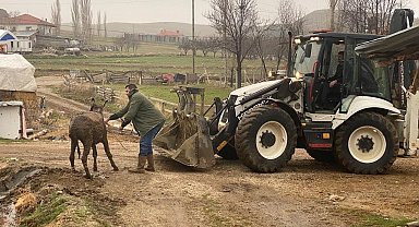 Bataklığa saplanan eşek kepçeyle kurtarıldı