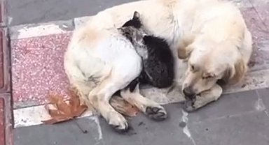 Batman'da soğuk havada iç ısıtan görüntü: Yavru kedi, köpeğin kucağına sığındı
