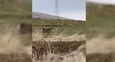 Bayburt'ta tek başına dolaşan karaca görüntülendi