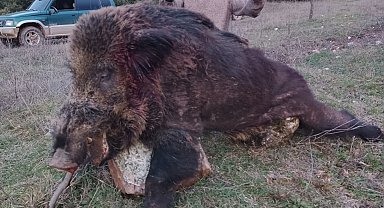 Bilecik'te avcıların vurduğun 300 kiloluk dev domuz görenleri hayrete düşürdü