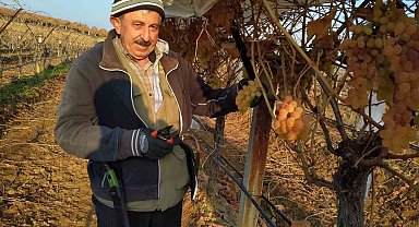 Bir yandan budak yapıyorlar bir yandan üzüm yiyorlar