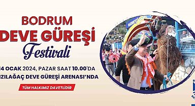 Bodrum Deve Güreşi Festivali için geri sayım