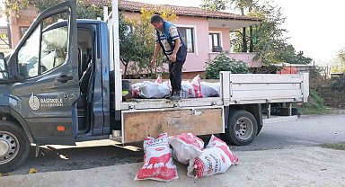 Budanan ağaçlar ihtiyaç sahiplerine yakacak oluyor