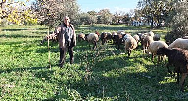Burhaniye'de yağışlar çobanları sevindirdi