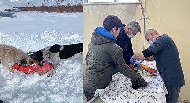 Can dostlar için 15 mahalleye yiyecek bırakıldı