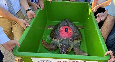 Caretta Caretta 'Lara Barış' 1,5 yılda 4 bin kilometre yol kat etti