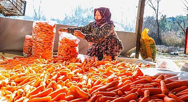 Denizli'nin Çakır havucunda hasat başladı