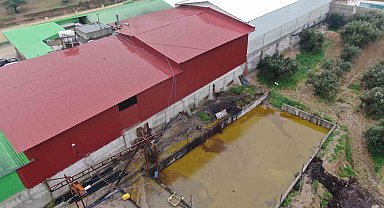 Depodan sızan tonlarca zeytinyağı araziye yayıldı