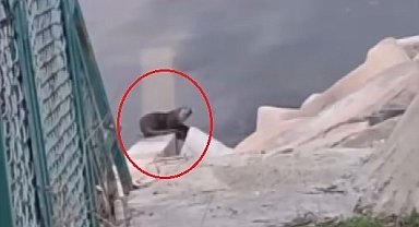 Devegeçidi Barajı'nda nesli tehdit altında olan su samuru görüldü