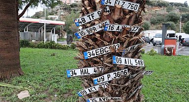 Dilek ağacı değil plaka ağacı