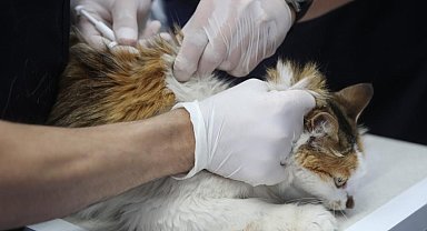 Diyarbakır'da 4 bin 506 kedi-köpek aşılandı