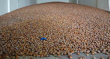 Doğu Karadeniz Bölgesi'nde en fazla ihracat 1 milyar 20 milyon 460 bin 974 dolar ile fındık mamullerinde oldu