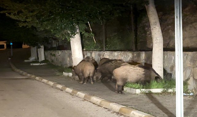 Domuz sürüsü şehre indi