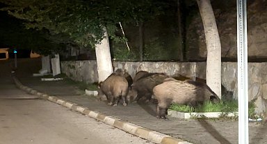 Domuz sürüsü şehre indi