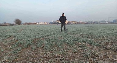 Edirne'de tarım arazileri buz tuttu