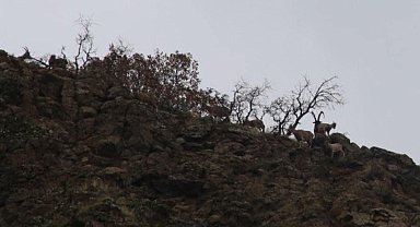 Elazığ'da yaban keçisi envanter çalışması yapıldı