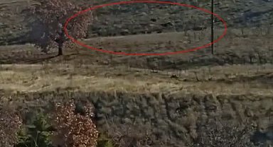 Elazığ'da yiyecek arayan domuz sürüsü görüntülendi