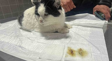 Endoskopi yapılan kedinin midesinden çıkanlar pes dedirtti