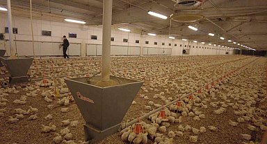 Erzincan'da broiler sektörü gelişiyor