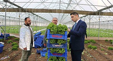Erzincan'da seralarda ocak ayında marul hasadı sürüyor