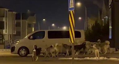 Erzurum'da başıboş köpeklerin korkutan görüntüleri